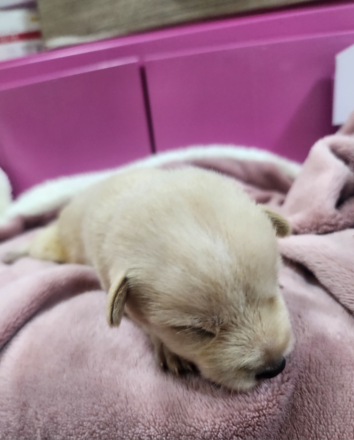 울산유기동물보호센터_431370202400880
